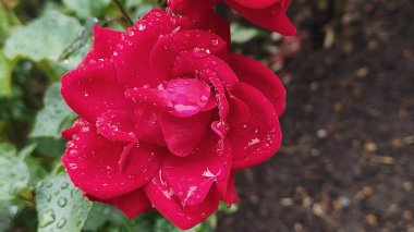 Bahçede kırmızı gül