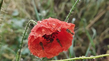 Bahçedeki güzel kırmızı gelincik çiçeği
