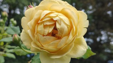 Bahçedeki güzel sarı gülün yakın görüntüsü