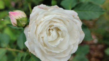 Bahçede güzel bir gül