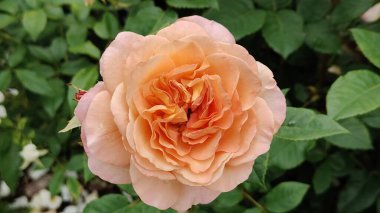 Güzel botanik fotoğrafı, doğal duvar kağıdı.