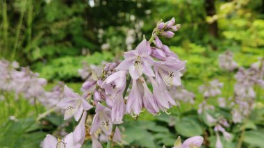 güzel beyaz çiçek bir closeup çekim