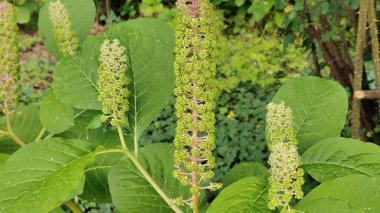 bir bitkinin yeşil yaprakları