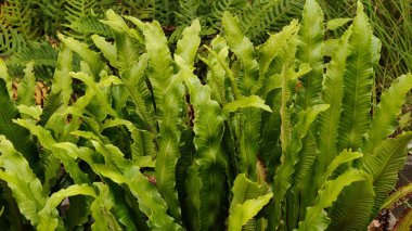 Bahçede güzel yeşil yapraklar