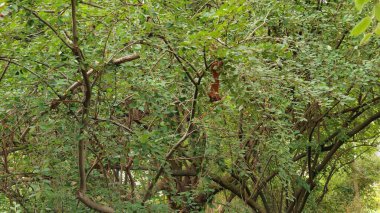 Ormanda yeşil yapraklar