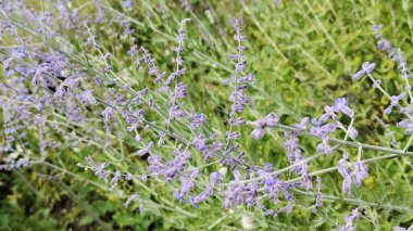 Güzel botanik fotoğrafı, doğal duvar kağıdı.