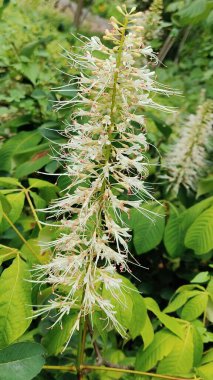 Güzel botanik fotoğrafı, doğal duvar kağıdı.