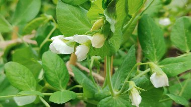 Bir çiçeğe yaklaş.