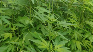 yeşil yapraklar, bitkiler ve yapraklar