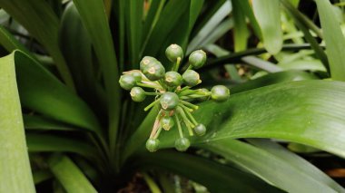 Güzel botanik fotoğrafı, doğal duvar kağıdı.