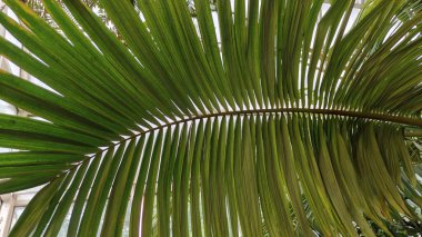 Güzel yeşil palmiye yaprakları, kapatın.