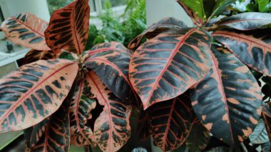 Bir bitki kırmızı yaprakları