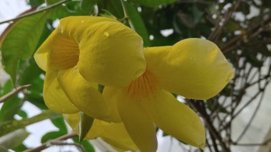 Bahçedeki sarı çiçek