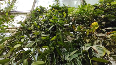 Yeşil bitkiler sera içinde