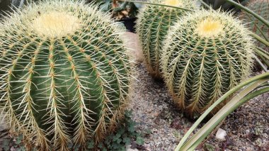Bahçedeki kaktüs