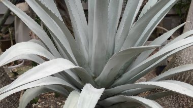 Bahçedeki kaktüse yakın.