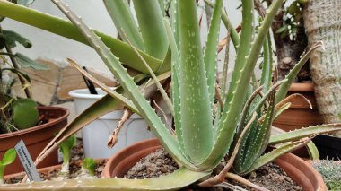 Aloe vera bitkisi bahçede,