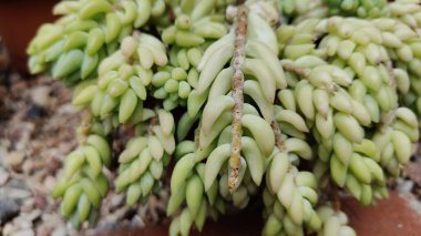 Bahçedeki yeşil bitki