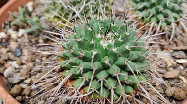 Bahçedeki yeşil sulu bitki