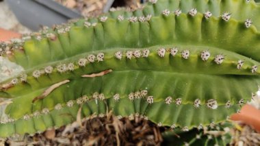 Güzel botanik fotoğrafı, doğal duvar kağıdı.