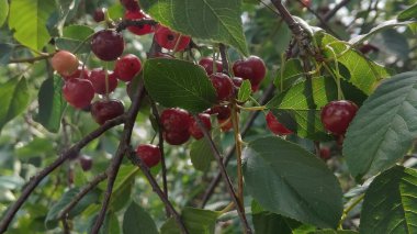 Bahçedeki ağaçta olgunlaşmış kırmızı meyveler