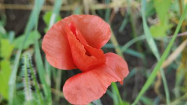 Kırmızı gelincikler tarlada