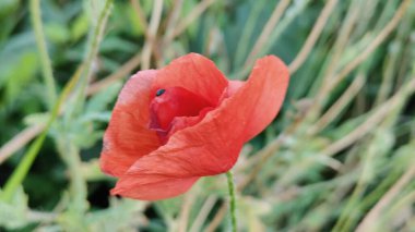Ağacı ve ağaç tarlası olan güzel bir manzara.