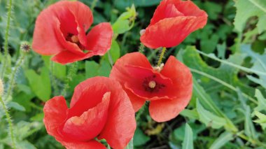 Bahçede güzel kırmızı gelincik