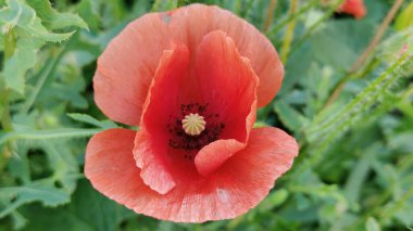 Bahçede haşhaş çiçeği