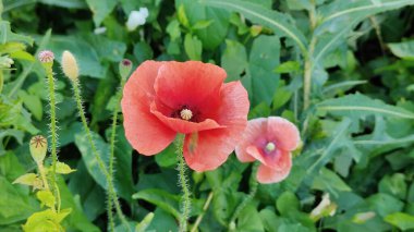 Bahçedeki güzel kırmızı gelincik çiçeği