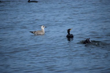 Fotoğrafta, sumach boynuzu sirke ağacı olarak bilinir.