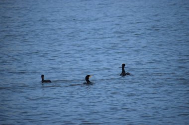 Sabahları gölde ördekler