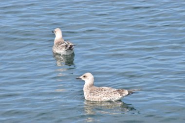 Göllerinde iki ördek