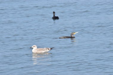 Denizdeki bir grup ördek