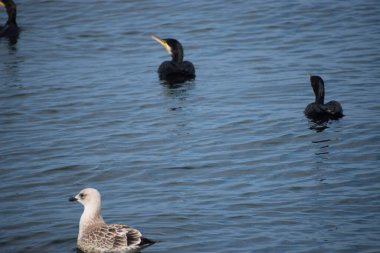Bir çift ördek göletin suyunda