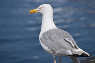 Beyaz martının portresini kapat.