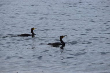 a pair of ducks swimming on the lake