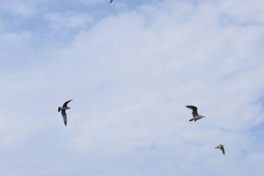 Gökyüzünde uçan martılar güzel beyaz bir denizin arka planında.