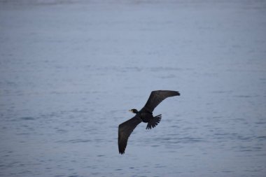 Martı denizde uçuyor.