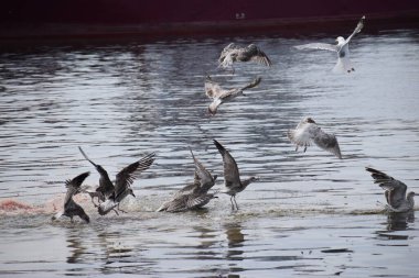 Martı gökyüzünde uçuyor.