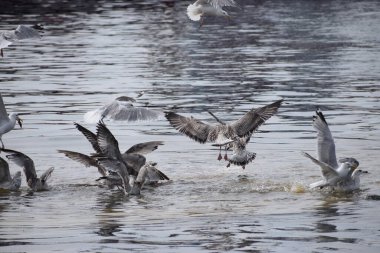 Nehirde uçan martılar