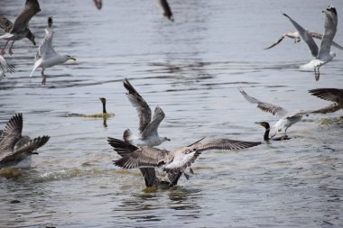 Martılar suda uçuyor.