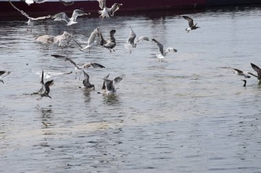 Martılar gökyüzünde uçuyor