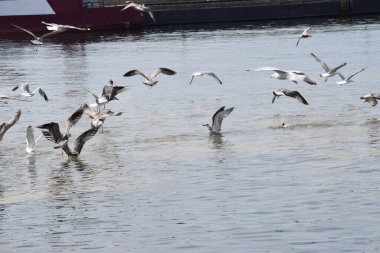 Martılar suda uçuyor.