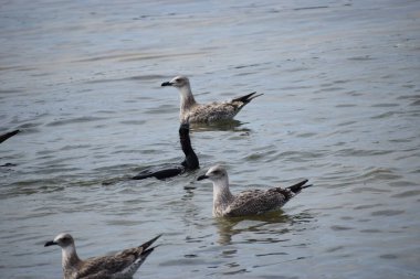 Suda bir grup ördek