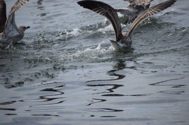 Sudaki bir kuşun yakın plan çekimi.