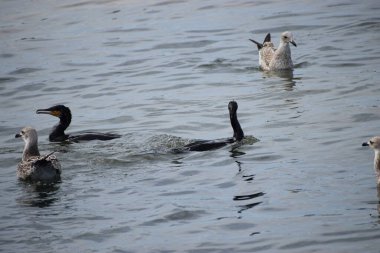 Bir grup ördek sudaki gölde yüzüyor..