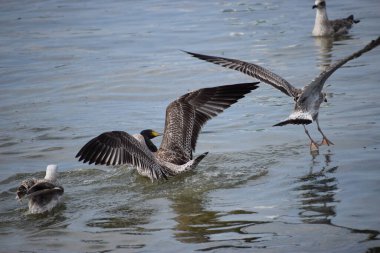 Moringa, Moringa, Moringa Gölü, Florida, ABD.