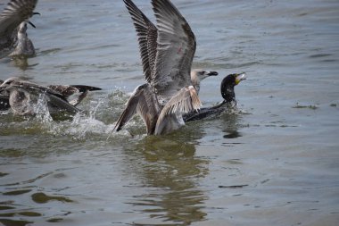 Güzel bir kuşun yakın çekimi.