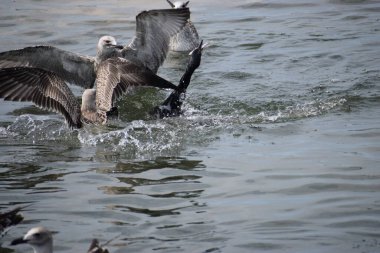 Sudaki bir kuş sürüsü.